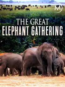 Велике зібрання слонів постер