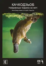 Качкодзьоб. Найдивніша тварина у світі постер