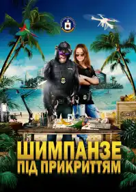 Шимпанзе під прикриттям постер